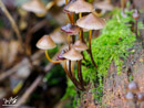 Mushrooms on the Branches - Grzyby na Konarach